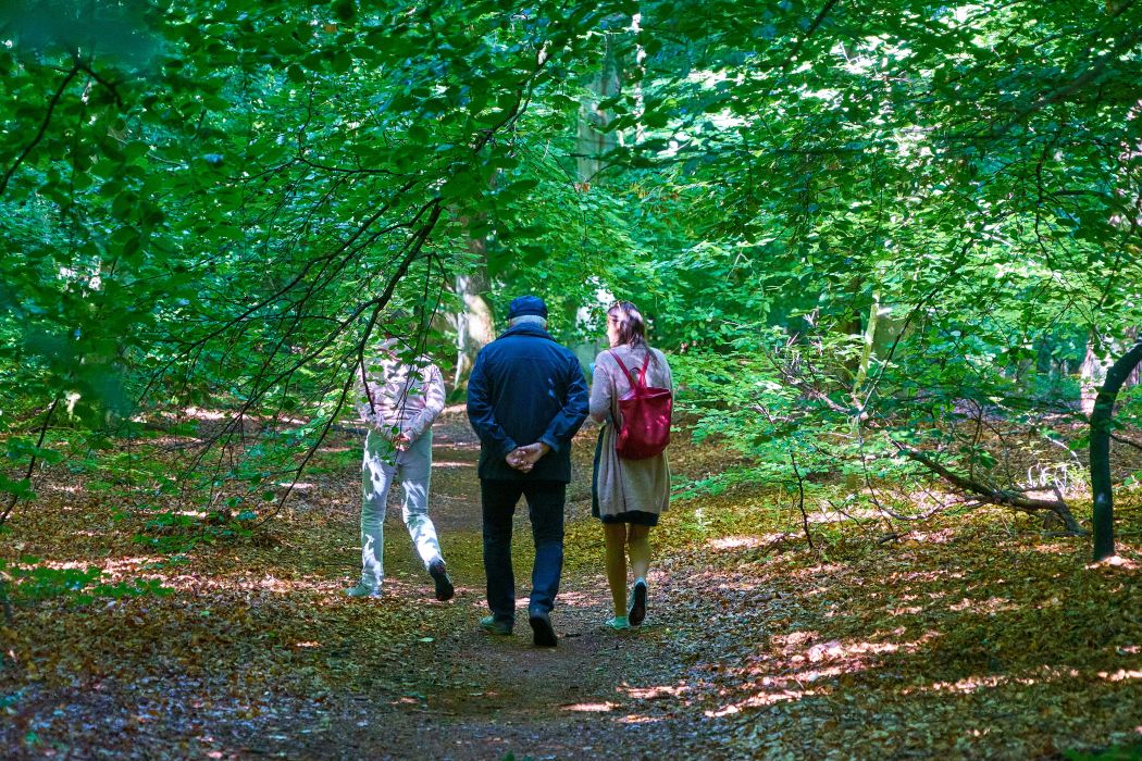 Naturwunder Darßwald